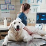 Congestive Heart Failure in Dogs 