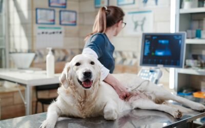 Congestive Heart Failure in Dogs 