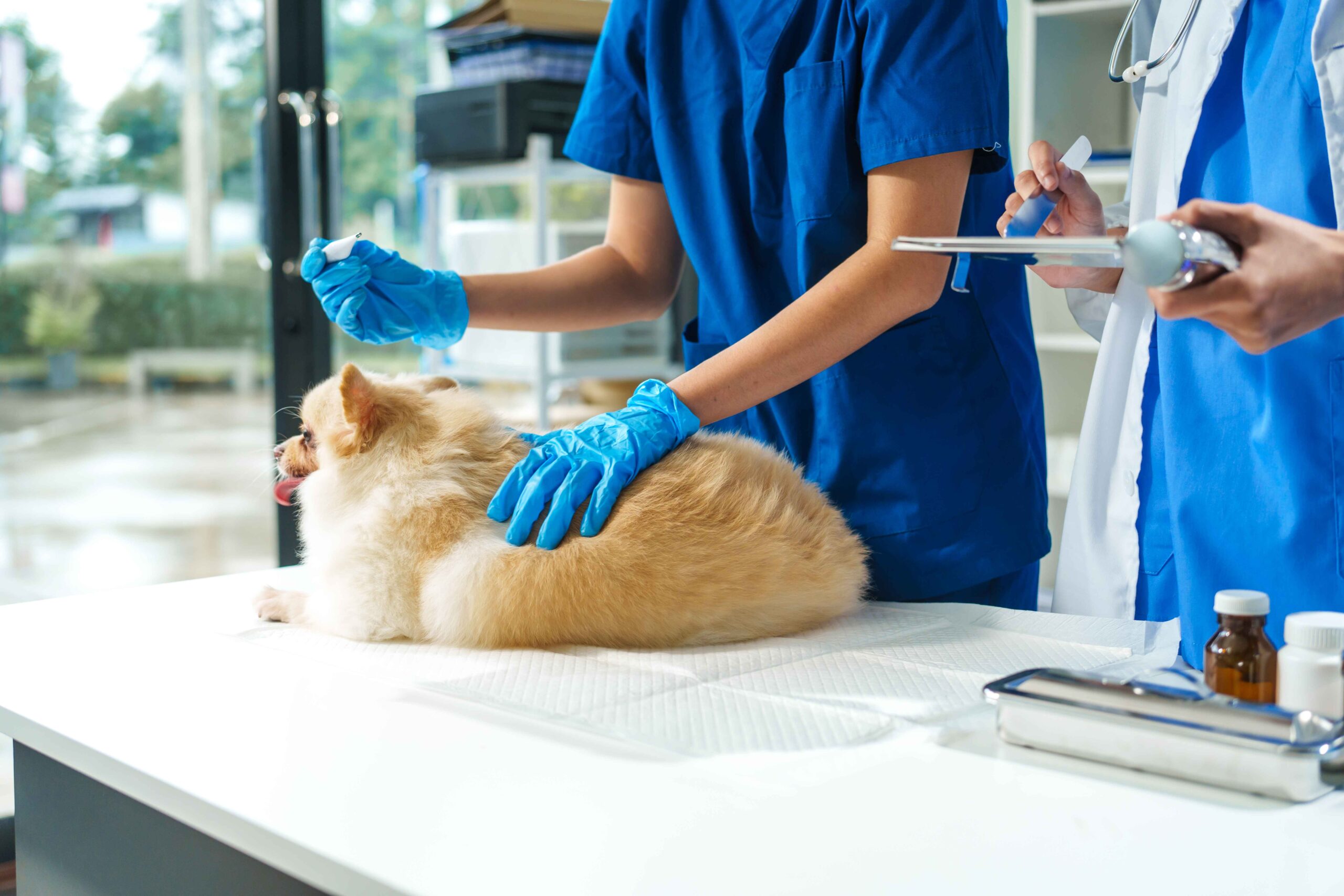 After-Hours Pet Cancer Treatment | North MS Pet Emergency