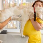 Dogs with Arthritis in Back Legs
