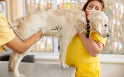 Dogs with Arthritis in Back Legs