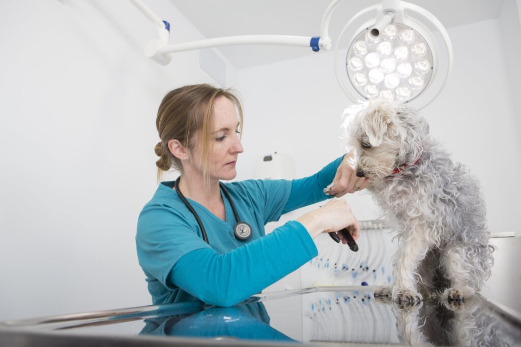 Tick Paralysis in Dogs