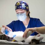 Cat Urinary Infection Symptoms That Signal Kidney Complications