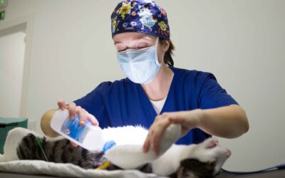 Cat Urinary Infection Symptoms That Signal Kidney Complications