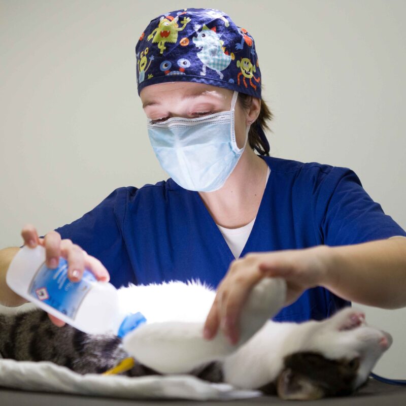 Gallery Detail: What To Expect During Your Cat S Broken Pelvis Treatment