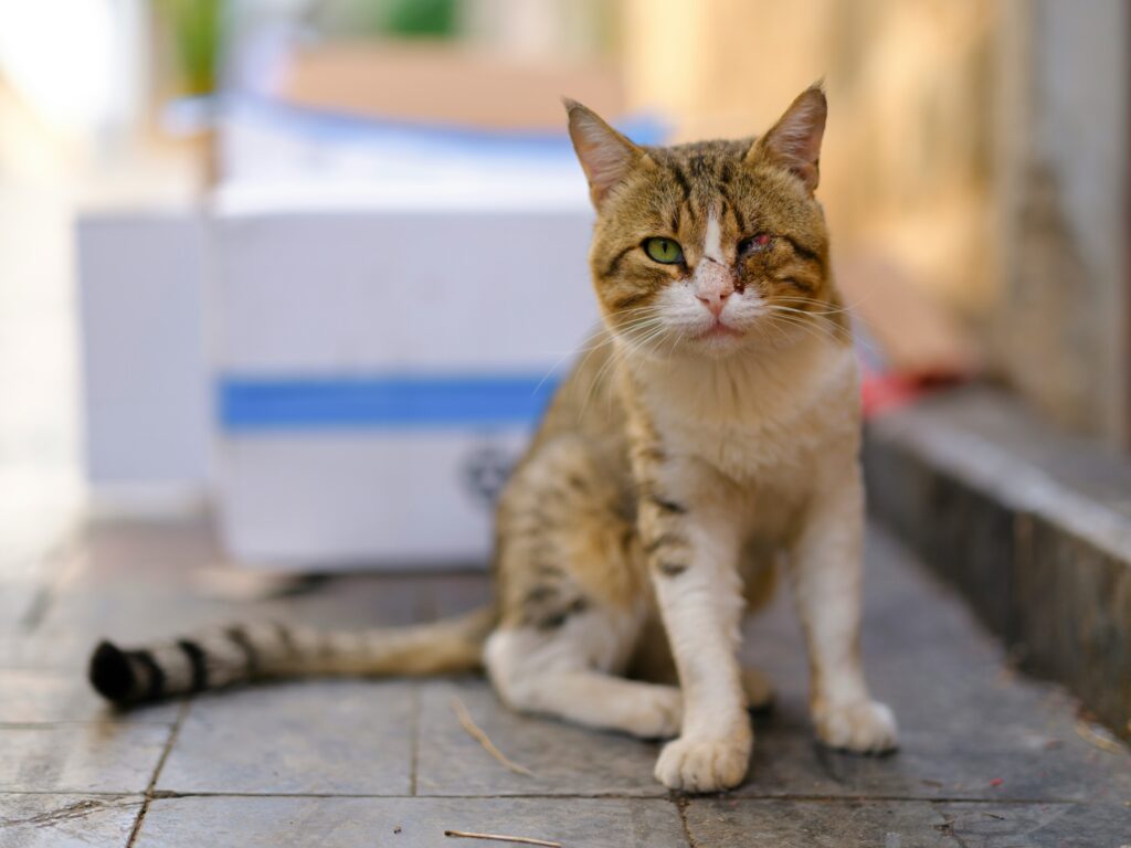 pet eye injuries