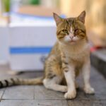 pet eye injuries