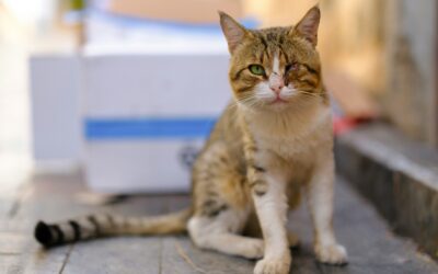 pet eye injuries