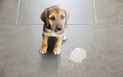 Diarrhea in pets