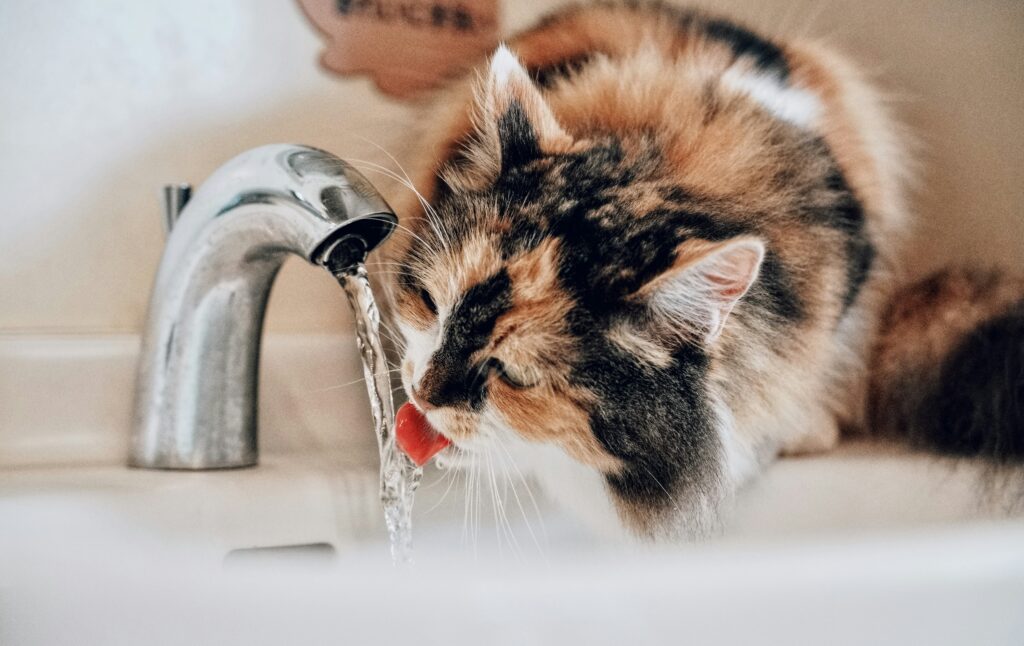 dehydration in pets