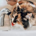dehydration in pets