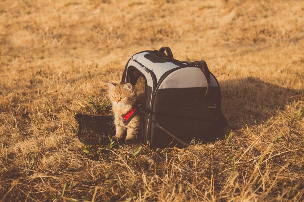pet travel emergencies