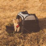 pet travel emergencies