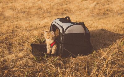 pet travel emergencies