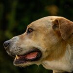 pet emergencies