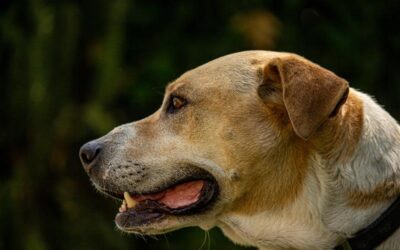 pet emergencies
