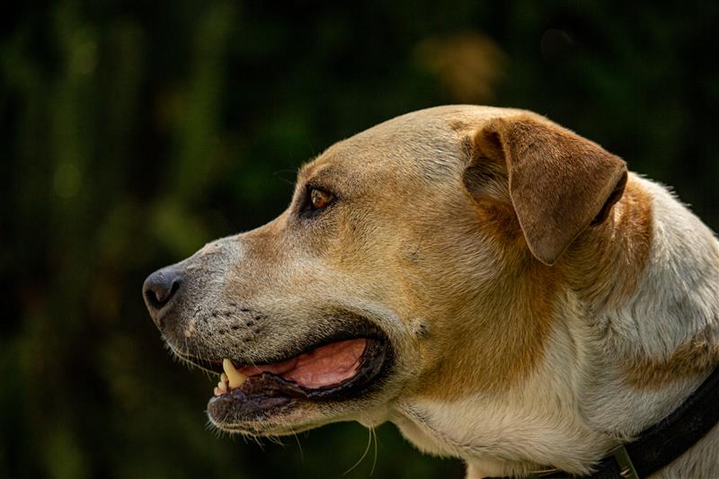 pet emergencies