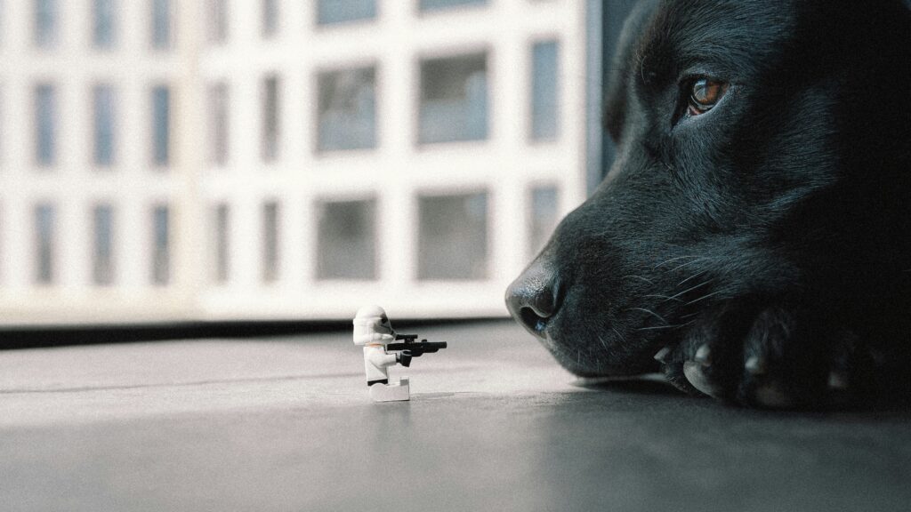 sepsis in dogs