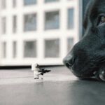 sepsis in dogs