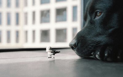 sepsis in dogs