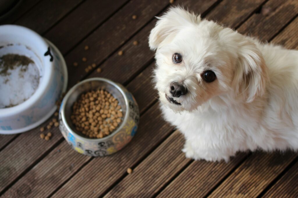 dangerous foods for dogs