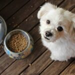dangerous foods for dogs