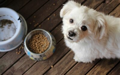 dangerous foods for dogs