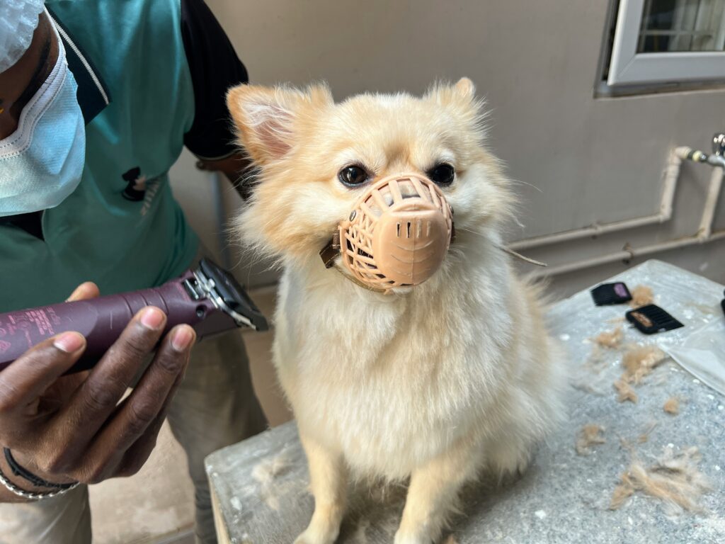 pet allergic reactions