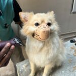 pet allergic reactions