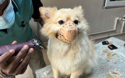 pet allergic reactions