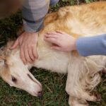 Pet Asthma Attacks