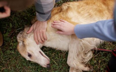 Pet Asthma Attacks