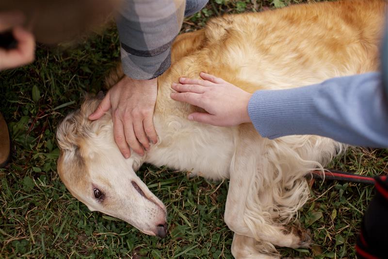 Pet Asthma Attacks