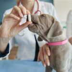 Pet Stomach Bloat