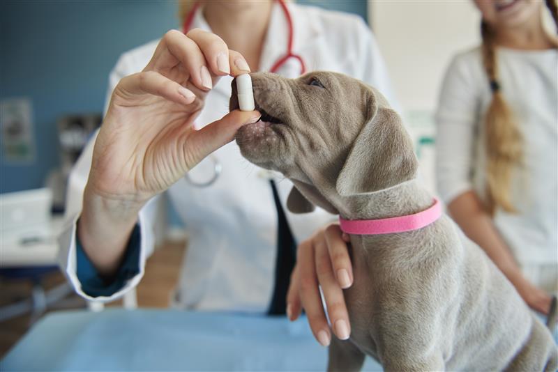 Pet Stomach Bloat