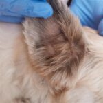 Pet Skin Infections
