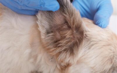 Pet Skin Infections