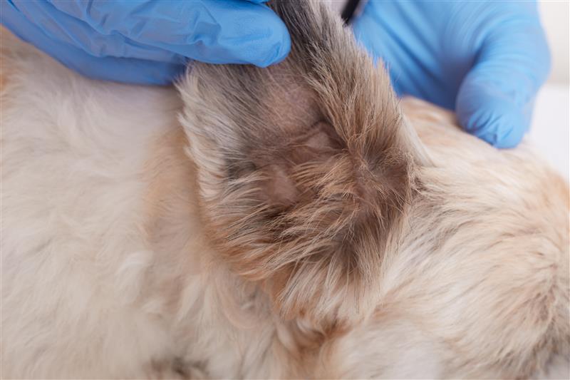 Pet Skin Infections