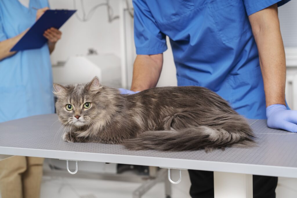 cat leg fracture symptoms