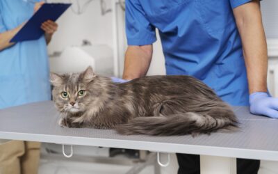 cat leg fracture symptoms