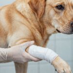 common pet injuries​