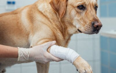 common pet injuries​