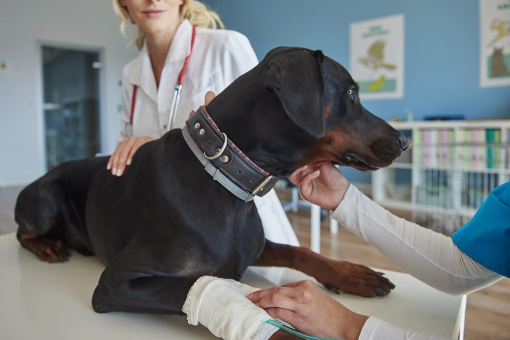 pet emergency signs