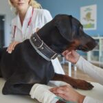 pet emergency signs