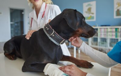 pet emergency signs
