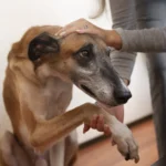 elbow dysplasia in dogs