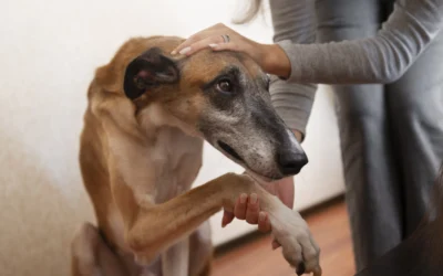 elbow dysplasia in dogs