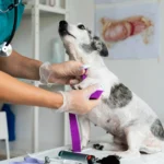 burned dog paws treatment​