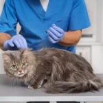 cat toxicity symptoms