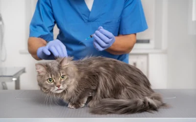 cat toxicity symptoms